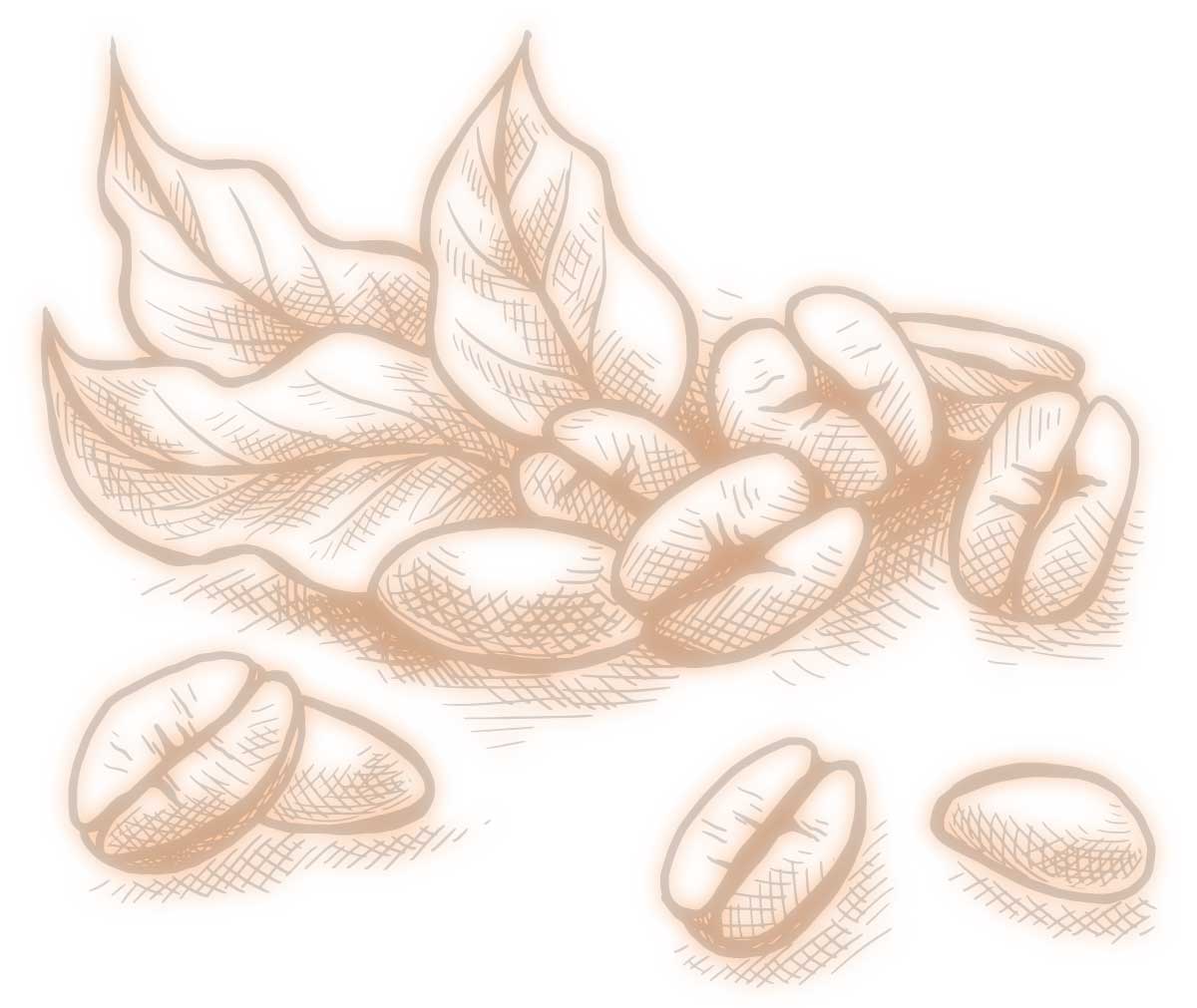 Illustration of Coffee Beans and Leaves